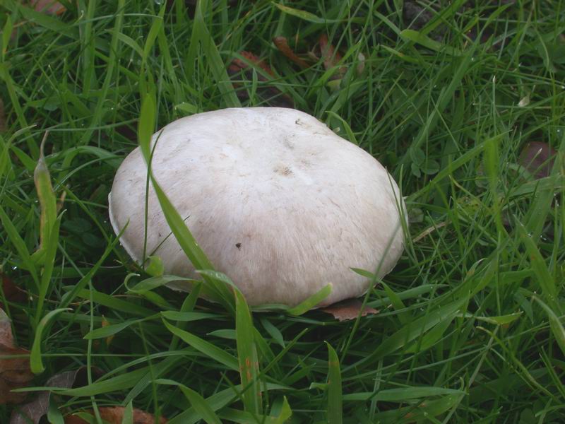 Funghi d'' oltre Manica